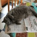 Gulliver dans ses oeuvres ce matin