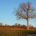 Ode à l'arbre gersois !