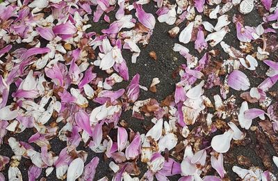 Voici des fruits, des fleurs, des feuilles et des branches