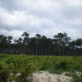 Lignes d'arbre en forêt landaise