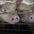 Doit-on craindre la grippe porcine ?