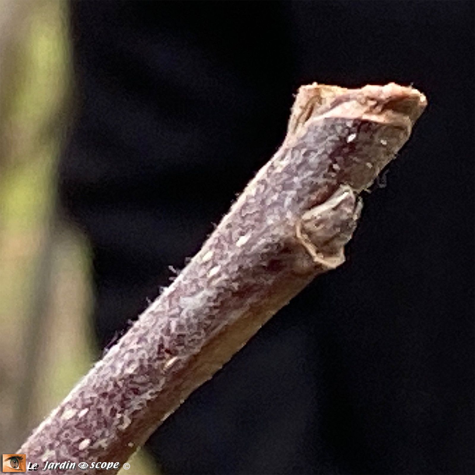 Taille des fruitiers à pépins - Bourgeon (dard) à feuilles