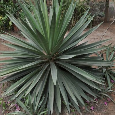 Un potager dans une zone tropicale désertique