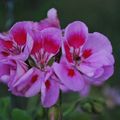 Jour des fleurs et de l'été !!! 