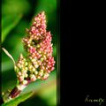 Rumex