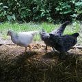 1ère sortie des poussines dans l'enclos des poulettes