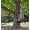 L'art arboricole