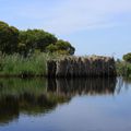 Loire-Atlantique - Le Parc National de la BrIère