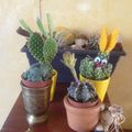 Mes mini-cactus...suite