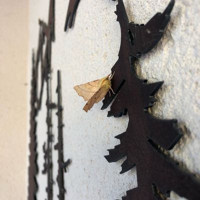 Drôle de papillon ...