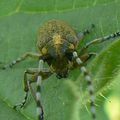 agapanthia villosoviridescens