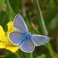 Polyommatus icarus