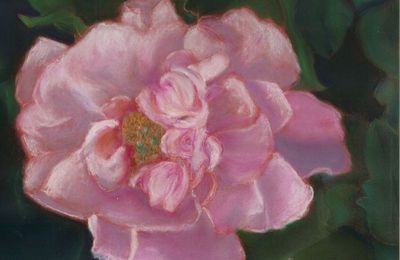 Pivoine