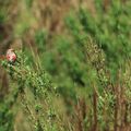 [OISEAUX] Tête de linotte !