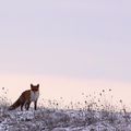 Renard ou "Flamme rousse"