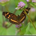 Schmetterlingsfestival in Mindo – Un festival de papillons