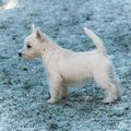 West-Highland White TerrierQuelques traits de la