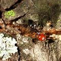 Crematogaster scutellaris