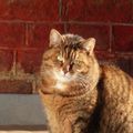 Illustration LE CHAT 