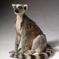 Maki Catta adulte, lemur catta. 