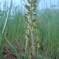 Neottia Ovata - Listére à Feuilles Ovales