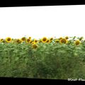 Les tournesols [ils ne sont pas de Van Gogh]