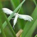 FAMILLE DES : Pterophoridae