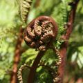 Koru