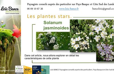 🌼 Le Solanum jasminoides par Paysagiste Pays Basque et Paysagiste Landes.