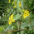 les fleurs des bois