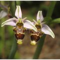 Ophrys des Corbières : Ophrys corbariensis