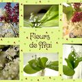 Fleurs de mai