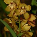 Exposition Orchidées