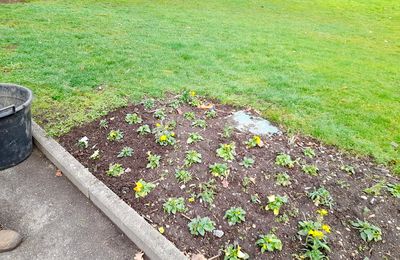 plantations d'hiver au Jardin public