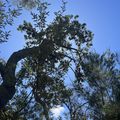 Hiking in Noosa