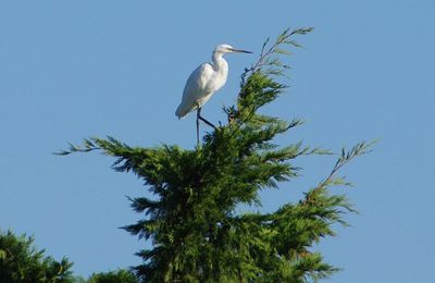 Aigrette perchée 