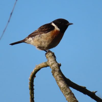 Balade matinale ,ou le soir 