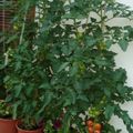 De tournesols et de tomates