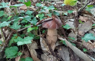 Saison des champignons 2024 : Les cèpes repartent d'un meilleur pied...