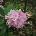 Le tour des Rhododendrons. 