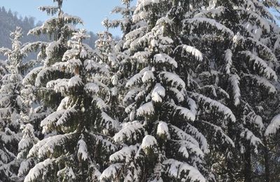 A l'approche de Noël, cette image fait remonter en moi des souvenirs de récitation…! 