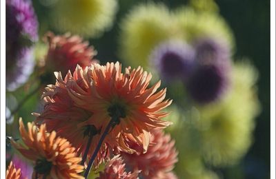 Les dahlias   