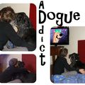 Dogue addict ! 