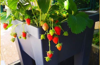Dimanche fleuri et gourmand au jardin