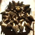 Le temps des morilles!