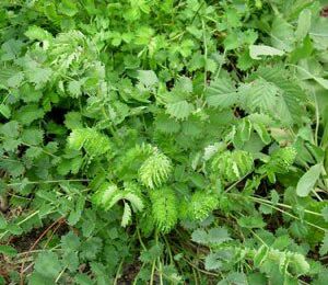 PIMPRENELLE Sanguisorba minor, coté jardin