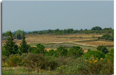 Du côté de... Saint Pons de Mauchiens (2)