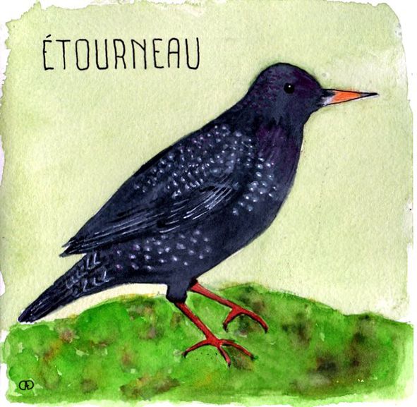 tourneau