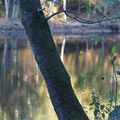 Escapade à Brocéliande