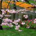 Keukenhof, le royaume des tulipes et des bulbes